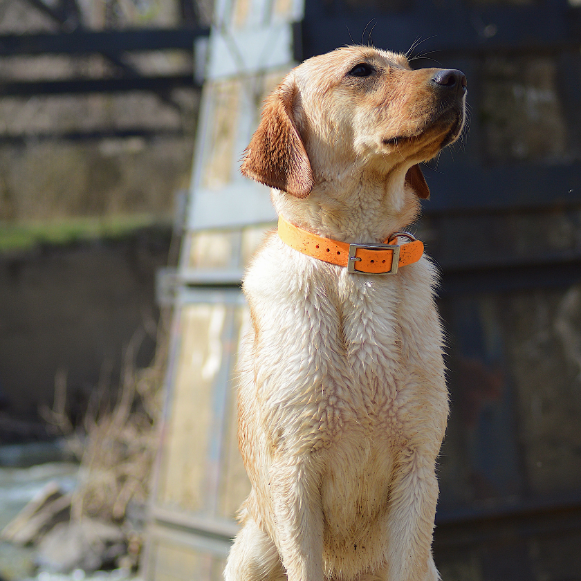 Dog Collars/Leads – Four Muddy Paws